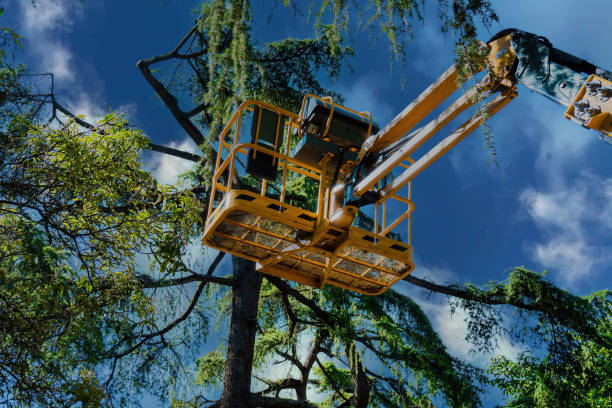 Thomson, GA Tree Removal and Landscaping Services Company